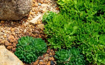 Planting for a Sustainable Future: 15 Drought Tolerant Landscape Ideas  