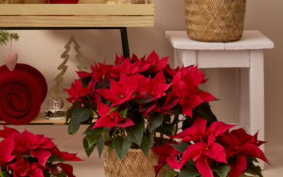 What are the Best Plants and Decorations for a Festive Christmas?