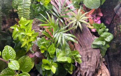 Creating Harmony in Miniature: A Guide to Bioactive Vivariums