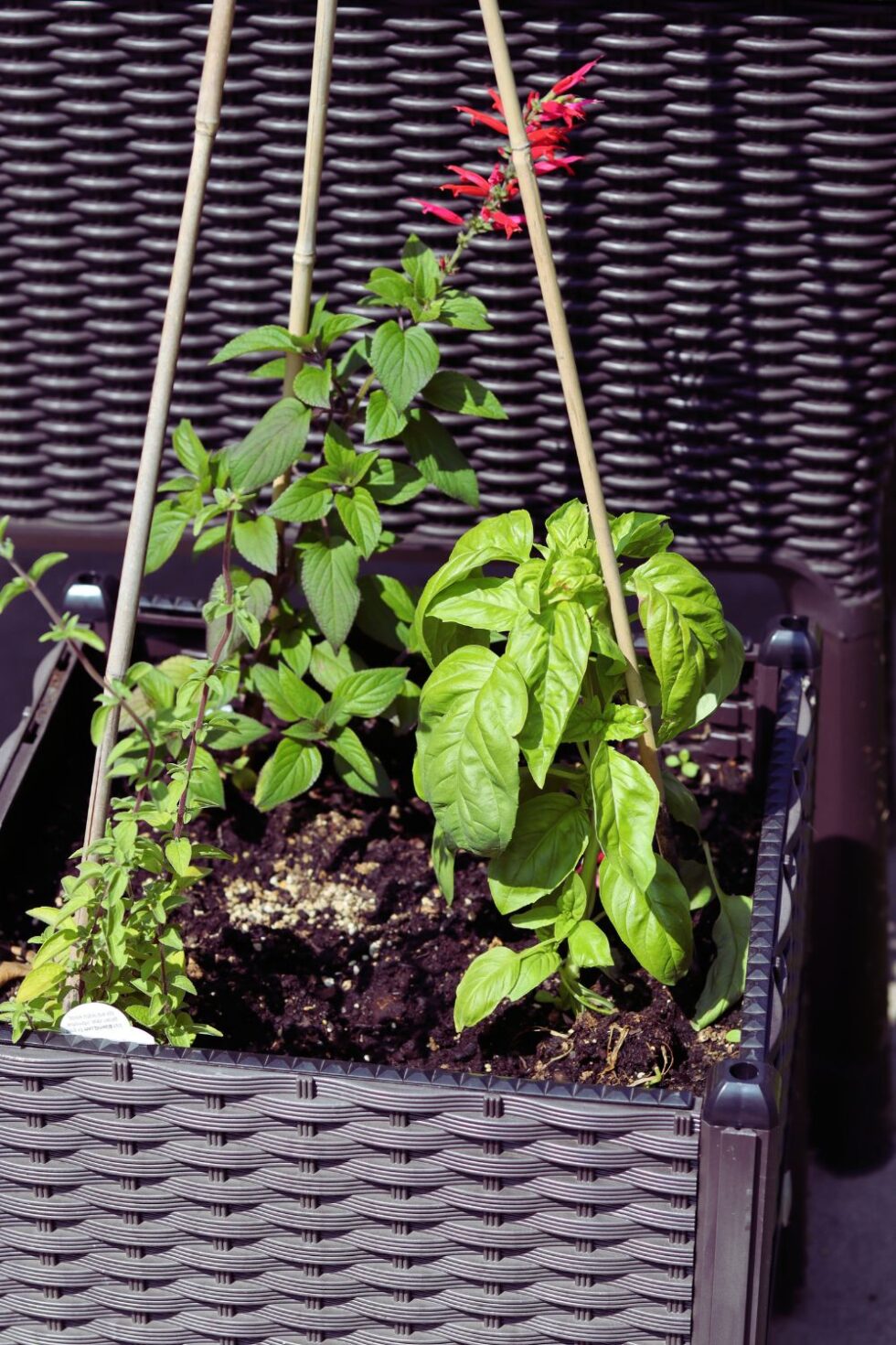 Balcony Gardening: How To Transform Small Spaces Into Green Paradises ...