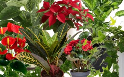 The Most Common Poisonous Houseplants and Their Dangers  – 19 Toxic Plants in Your Home