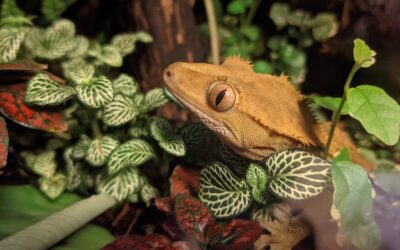 The Ultimate Guide to Building a Bioactive Vivarium for Arboreal Species