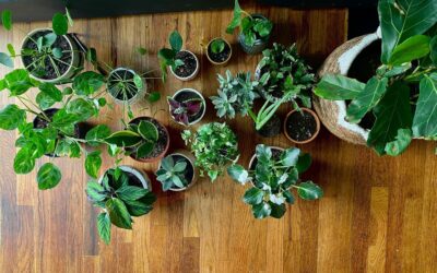 Beginner’s Guide: Year-Round Houseplant Care Made Easy