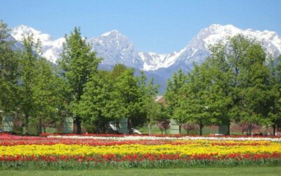 Exploring Arboretum Volčji Potok – A Must-Visit Destination in Slovenia