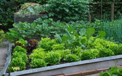 From Seed to Harvest: A Comprehensive Guide to Successful Raised Bed Gardening