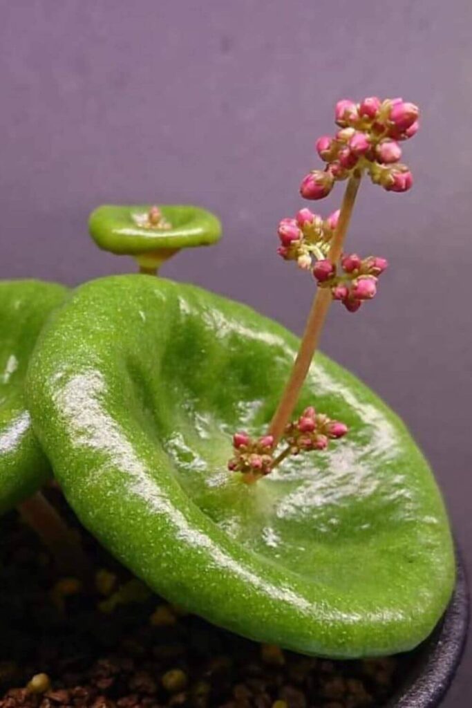 Crassula-umbella