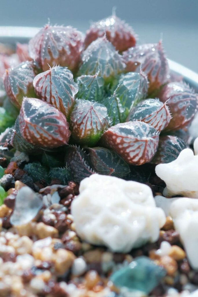 Haworthia-cooperi<br />
