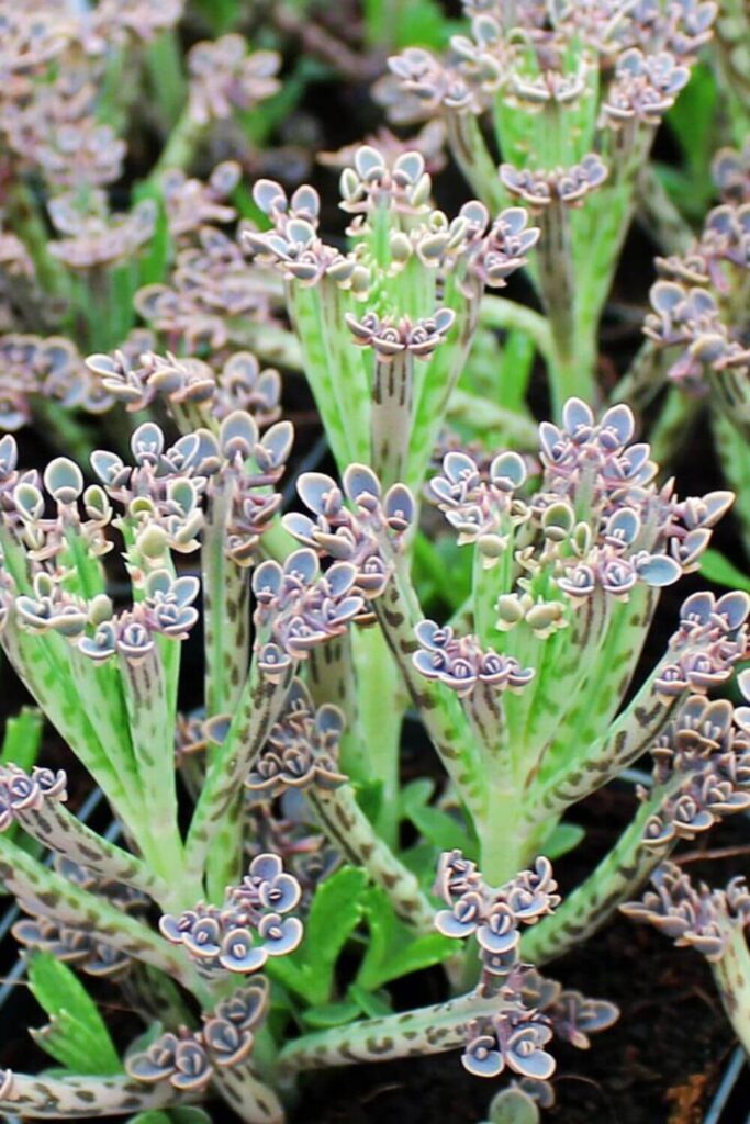 Kalanchoe-delagoensis