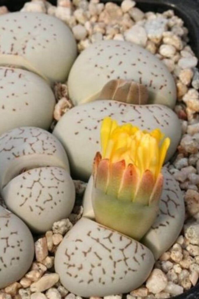 Lithops