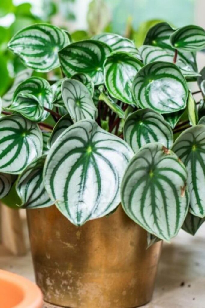 Peperomia-argyreia