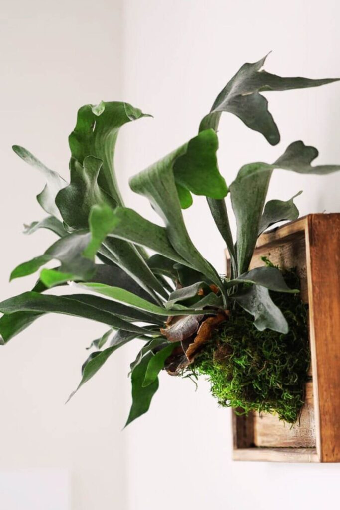 14 Rare Houseplants for a Stylish Home | Bloom and Boughs