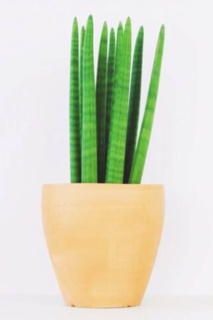 Sansevieria-cylindrica