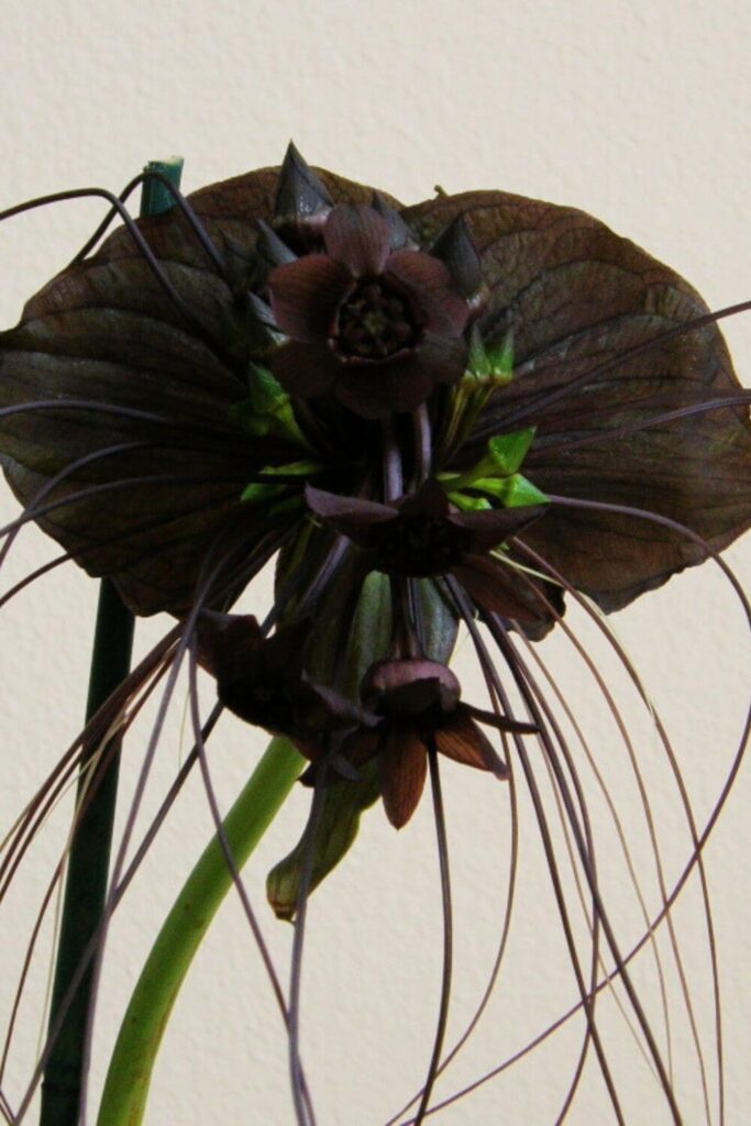 Tacca-chantrieri