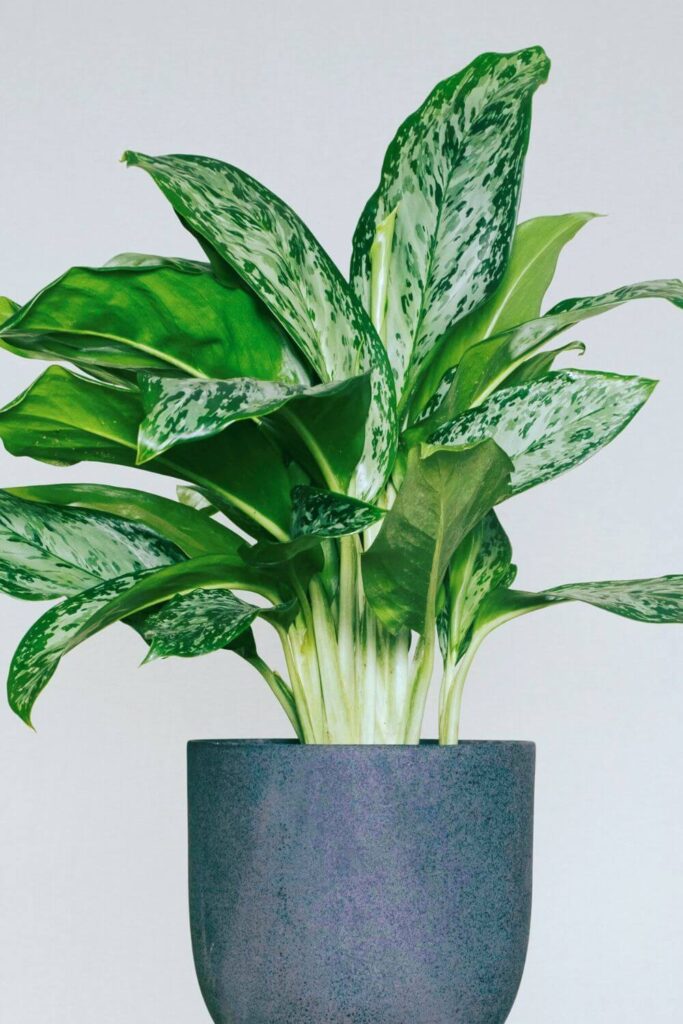 aglaonema