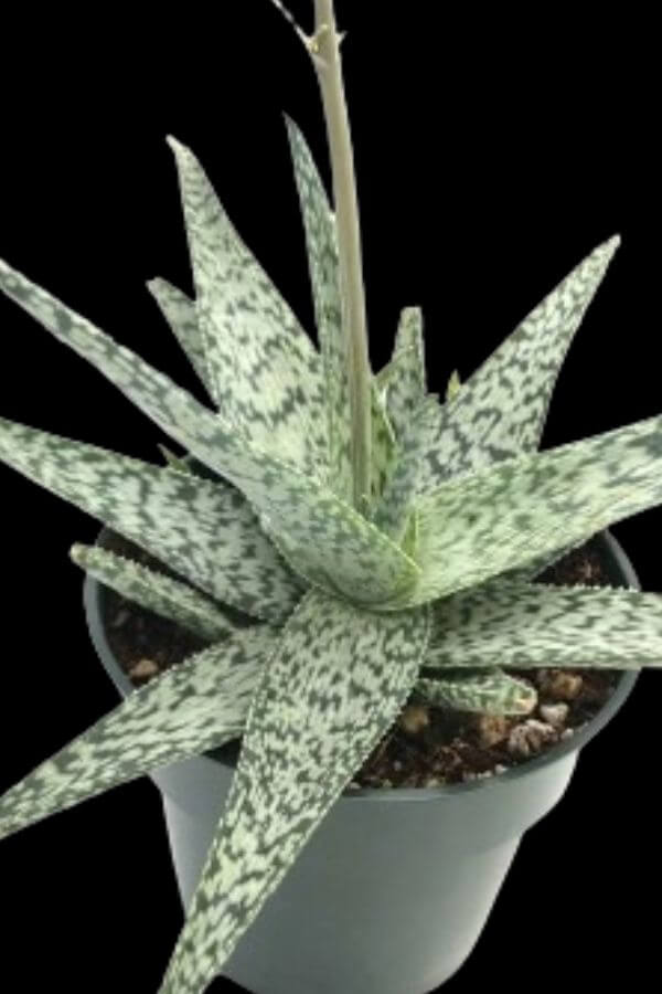aloe-white-beauty
