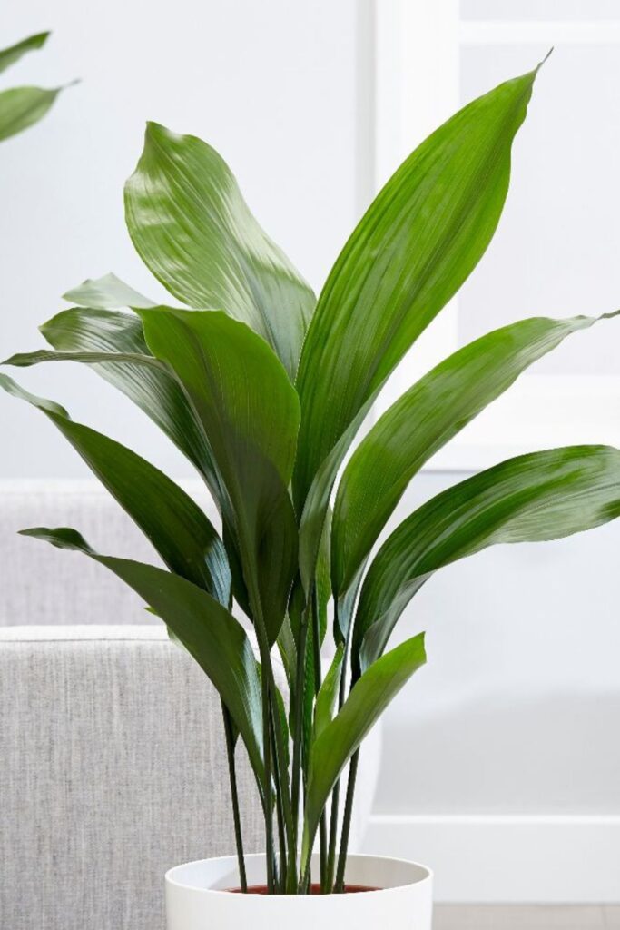 aspidistra