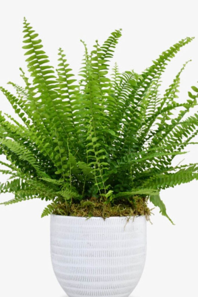 asplenium