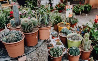 Cactus 101 – A Smart Guide to 10 Surprising Species and Home Decor Magic