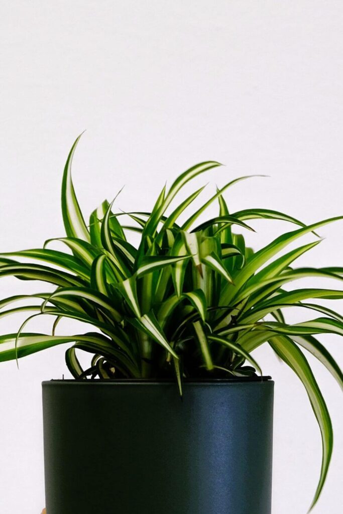 chlorophytum