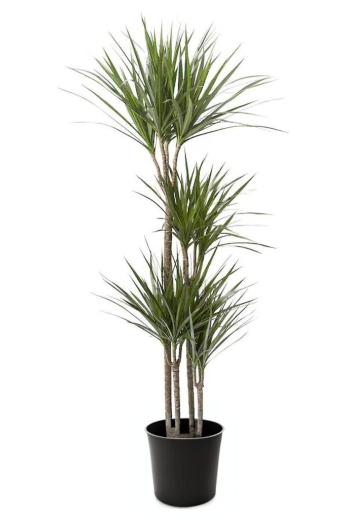 dracaena