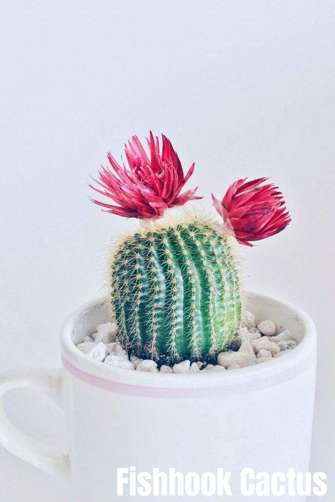 fishhook-cactus