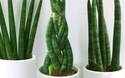 14 Rare Houseplants for a Stylish Home