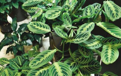 Quick Fixes for Common Plant Problems: A Guide to Hassle-Free Houseplant Care