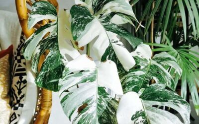 The best 21 white leaves indoor plants for minimalist decor