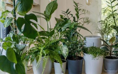 10 Houseplants That Thrive in Low Light or Dark Rooms