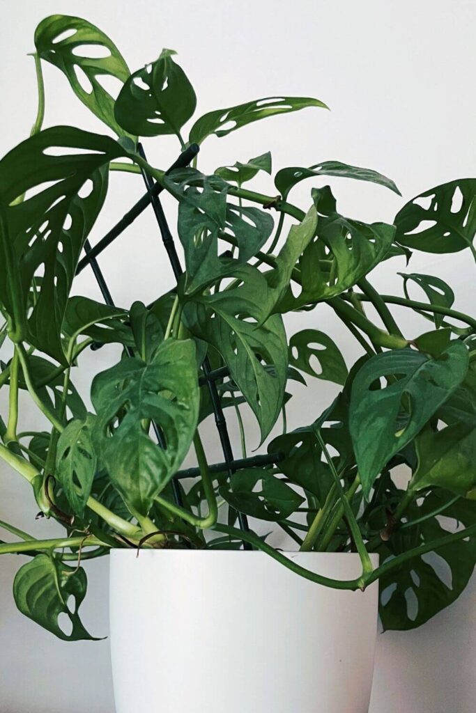 philodendron