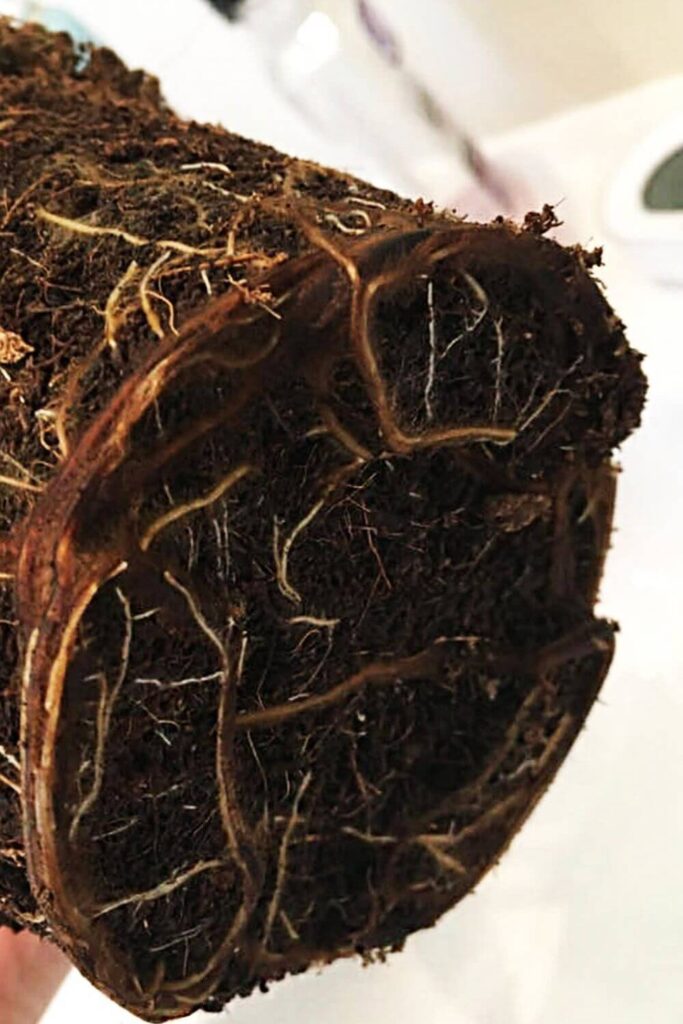 root-rot