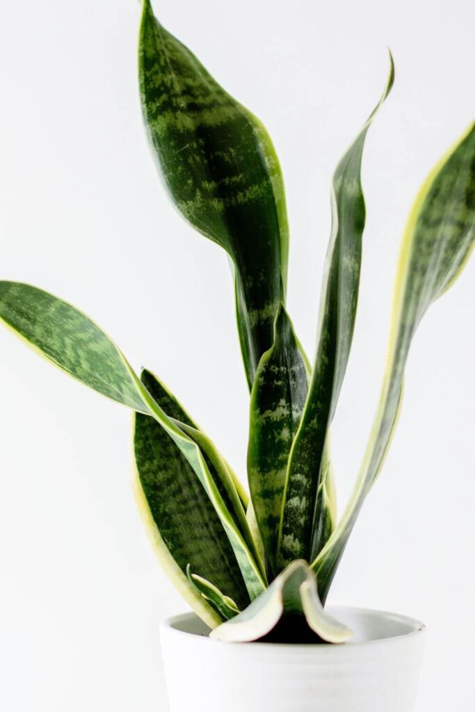 sansevieria