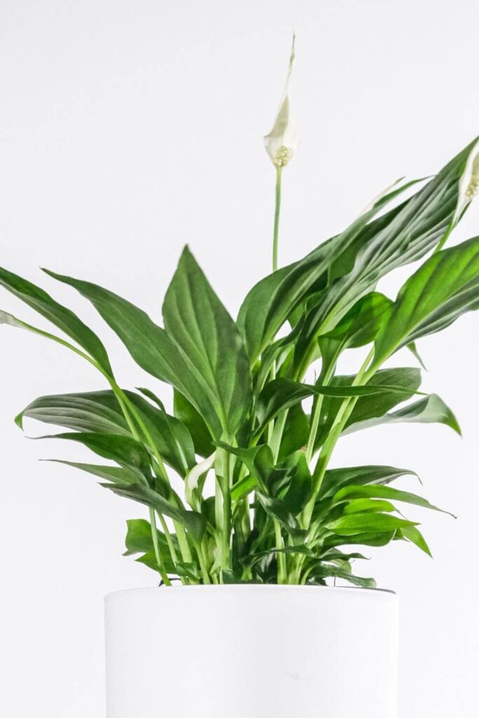 spathiphyllum