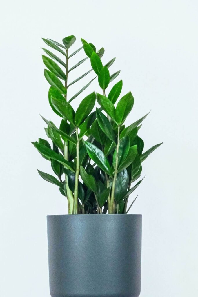 zamioculcas