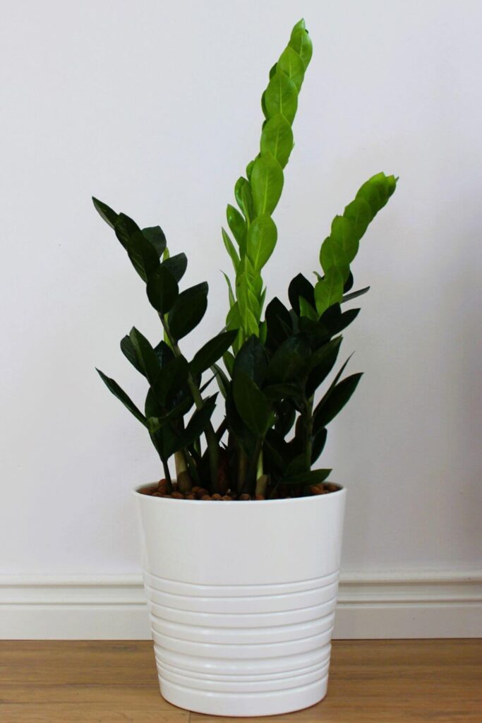 zamioculcas