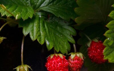 Many people get this wrong – this is how to keep container-grown strawberries alive!