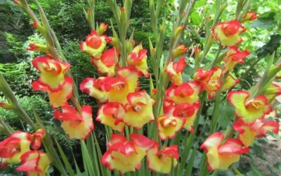 How to grow Gladiolus? – The Gladiolus Manual: Planting Protocol, Care Routine, Winter Maintenance and Interesting Facts about Gladi
