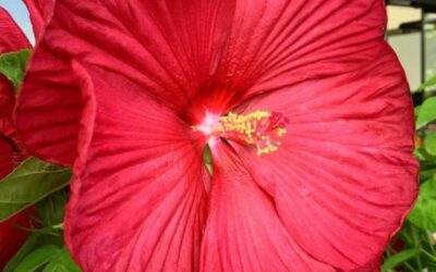 Lovely Hibiscus – How to grow and care for a Hibiscus?