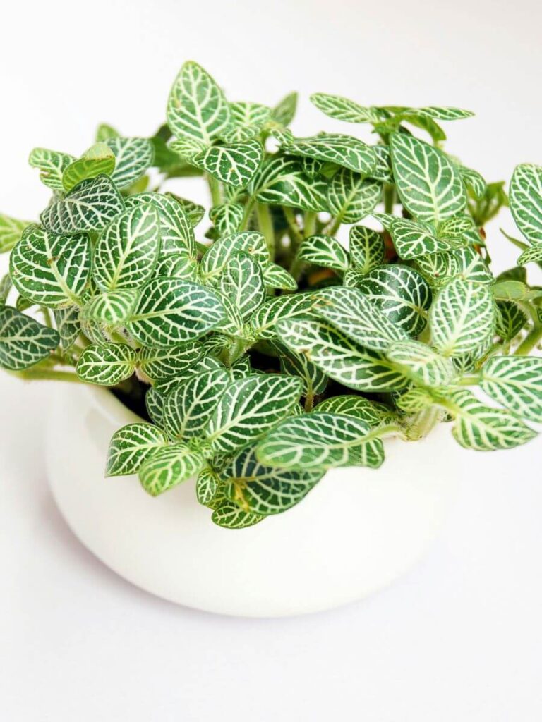 fittonia_non-toxic plant