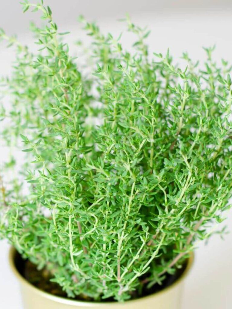 thyme_non-toxic_plant