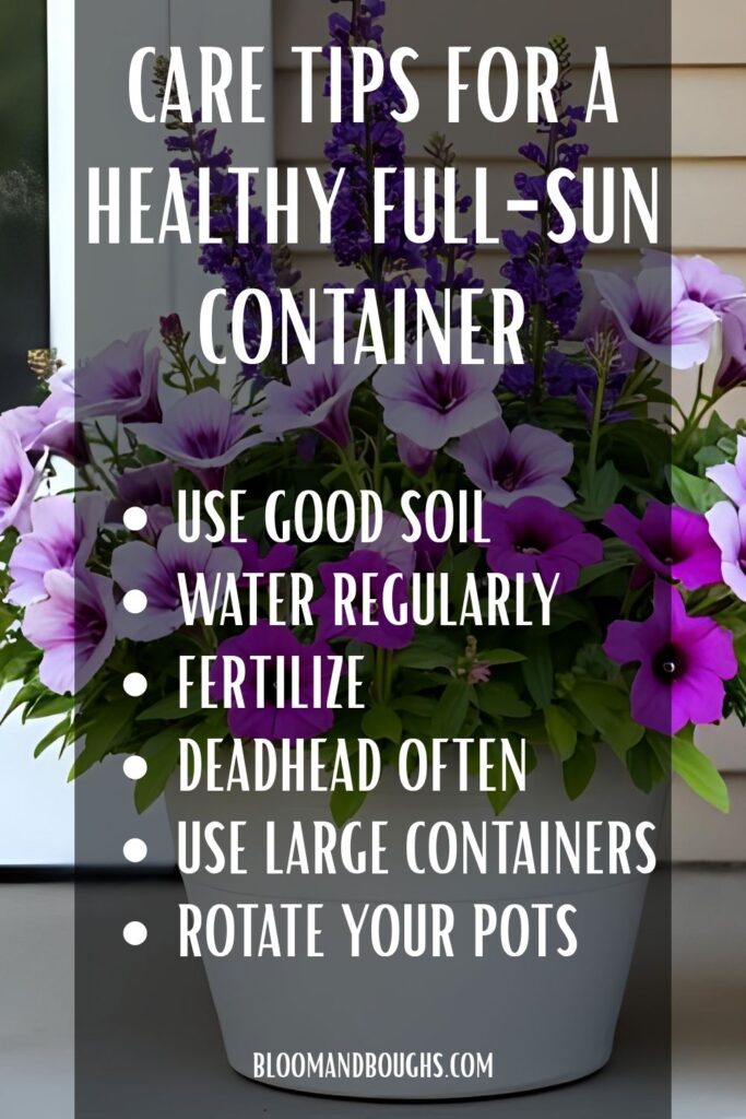 full_sun_container_ideas
