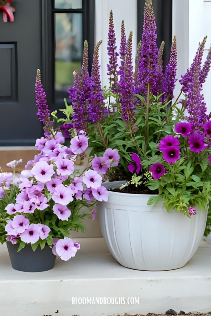 full_sun_container_ideas_purple