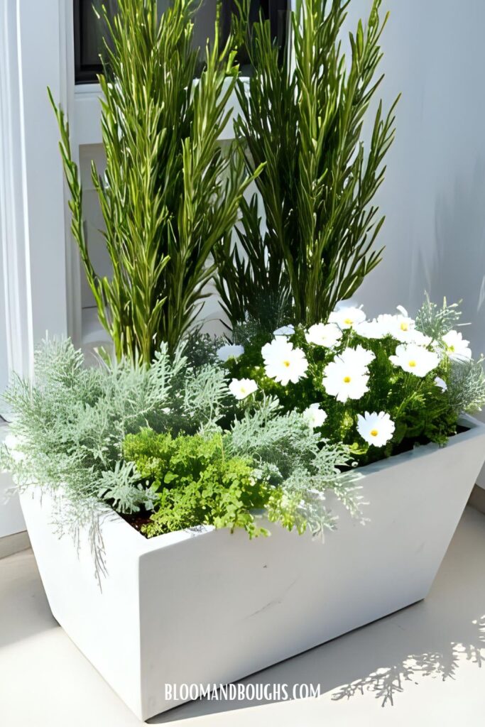 full_sun_container_ideas_white